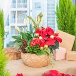 Chậu Hoa Thiết Kế Giáng Sinh Ngọt Ngào 173