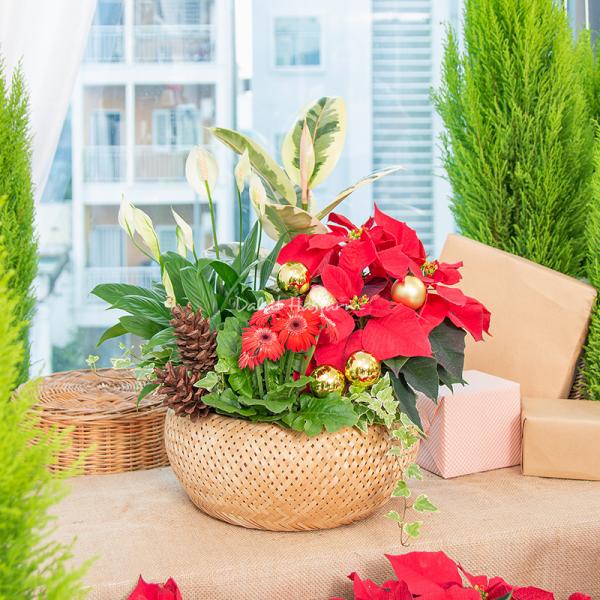 Chậu Hoa Thiết Kế Giáng Sinh Ngọt Ngào 173