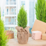 Chậu Giấy Gói Chậu Cây Tùng Thơm (40cm+) 121