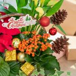 Chậu Hoa Thiết Kế Giáng Sinh Ngọt Ngào 171