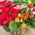 Chậu Hoa Thiết Kế Giáng Sinh Ngọt Ngào 171