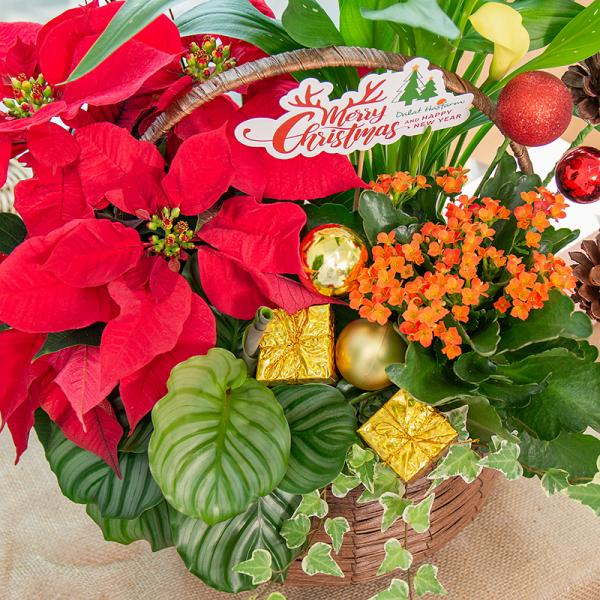 Chậu Hoa Thiết Kế Giáng Sinh Ngọt Ngào 171