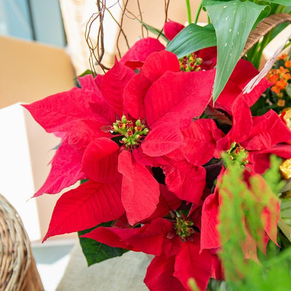 Chậu Hoa Thiết Kế Giáng Sinh Ngọt Ngào 171