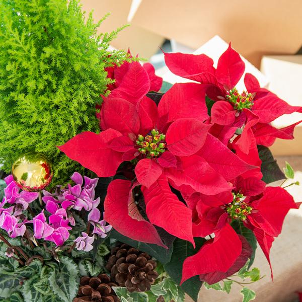 Chậu Hoa Thiết Kế Giáng Sinh Ngọt Ngào 174