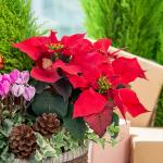 Chậu Hoa Thiết Kế Giáng Sinh Ngọt Ngào 174