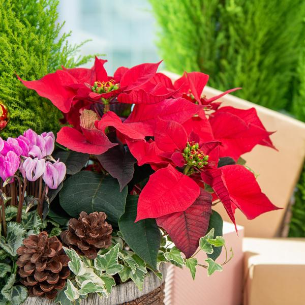 Chậu Hoa Thiết Kế Giáng Sinh Ngọt Ngào 174