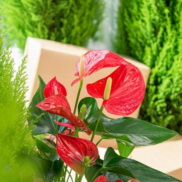 Chậu Hoa Thiết Kế Giáng Sinh Ngọt Ngào 175