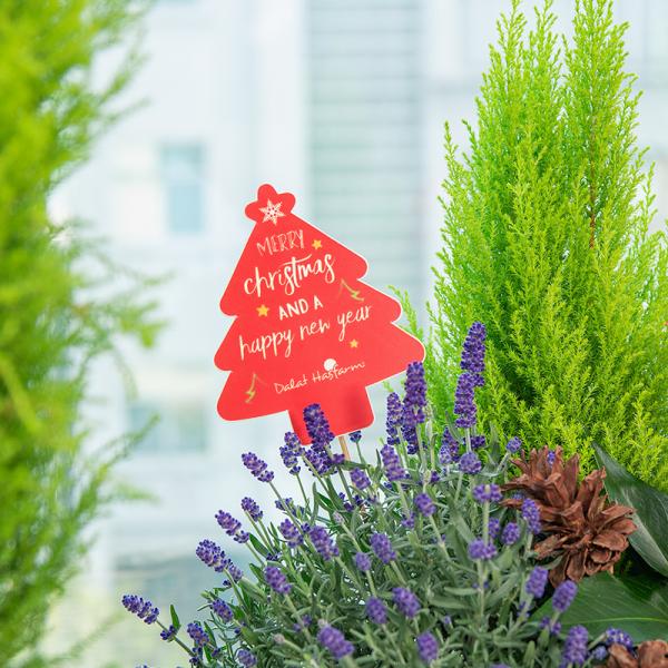 Chậu Hoa Thiết Kế Giáng Sinh Ngọt Ngào 175