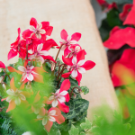 Chậu Hoa Thiết Kế Giáng Sinh Ngọt Ngào 169