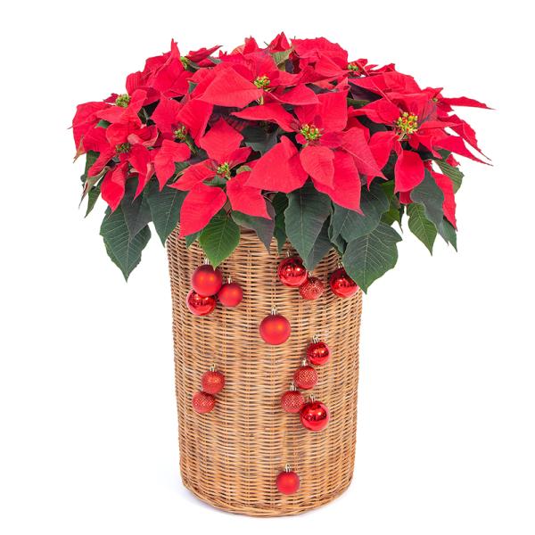 Chậu Hoa Thiết Kế Hân Hoan 180