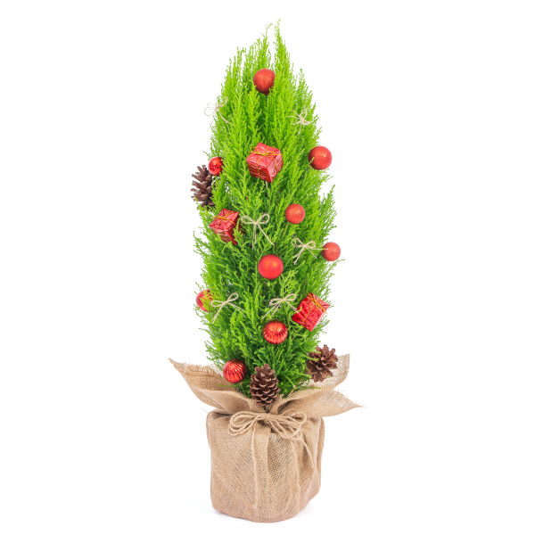 Chậu Giấy Gói Cây Tùng Thơm (60cm+) Decor 124