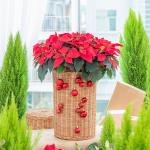 Chậu Hoa Thiết Kế Hân Hoan 180