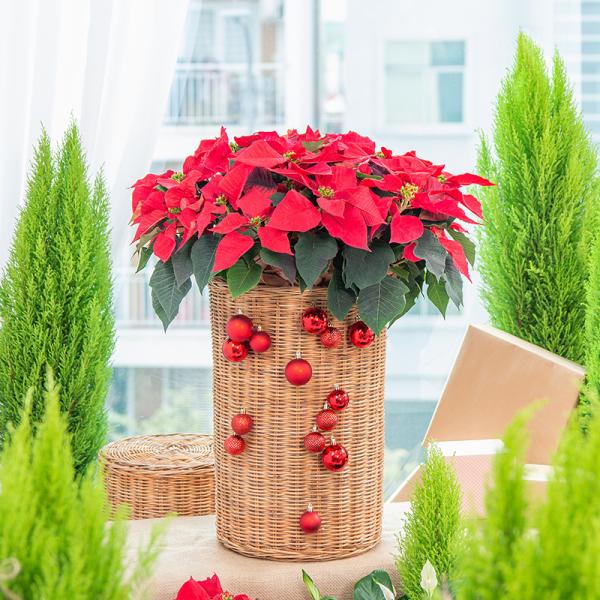 Chậu Hoa Thiết Kế Hân Hoan 180