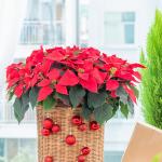 Chậu Hoa Thiết Kế Hân Hoan 180