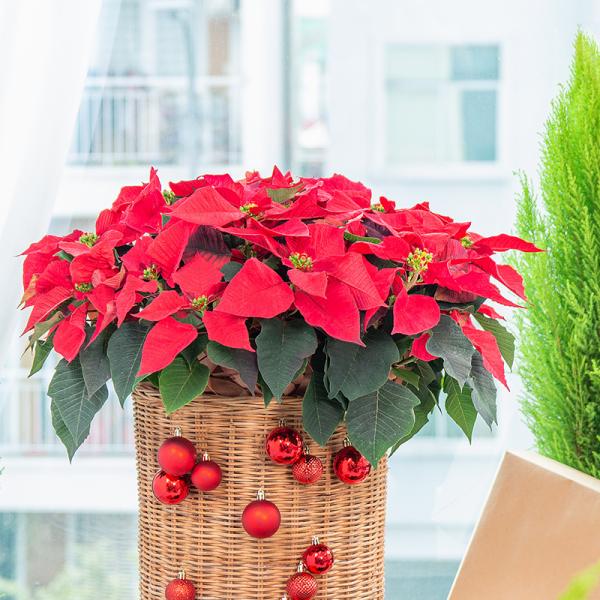 Chậu Hoa Thiết Kế Hân Hoan 180