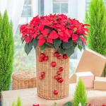 Chậu Hoa Thiết Kế Hân Hoan 180