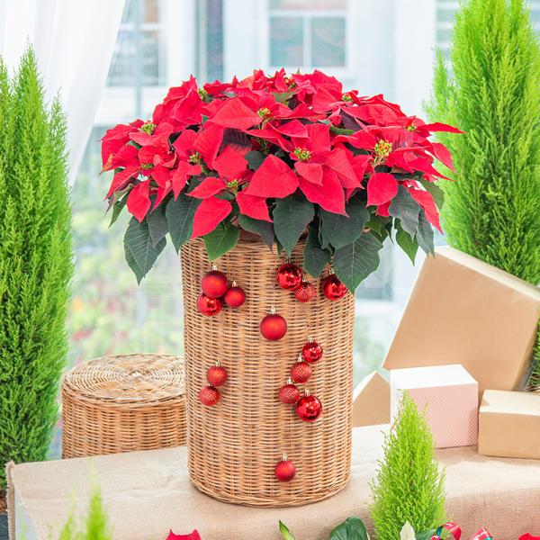 Chậu Hoa Thiết Kế Hân Hoan 180