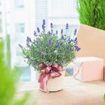 Chậu Hoa Lavender Hạnh Phúc 179