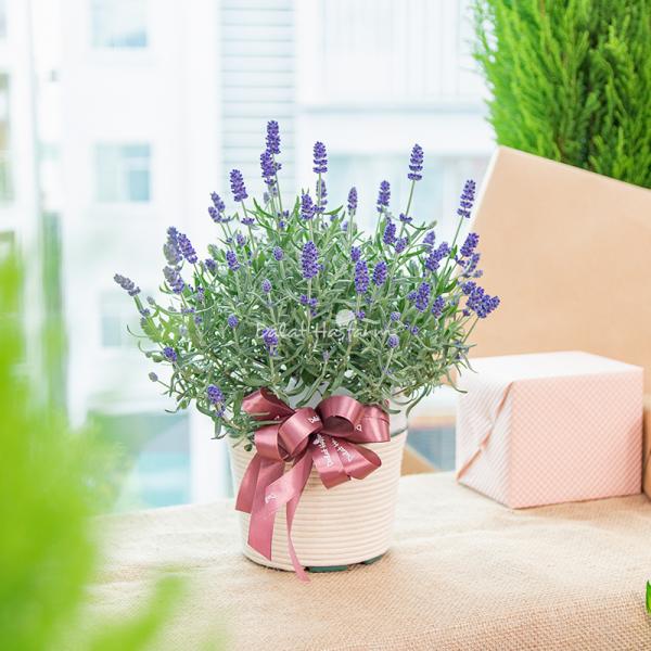 Chậu Hoa Lavender Hạnh Phúc 179
