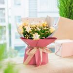 Chậu Hoa Thiết Kế Điều Ngọt Ngào 116