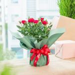 Chậu Hoa Thiết Kế Điều Ngọt Ngào 117