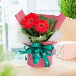 Chậu Hoa Thiết Kế Điều Ngọt Ngào 095