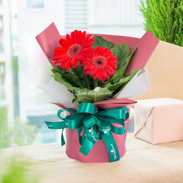 Chậu Hoa Thiết Kế Điều Ngọt Ngào 095