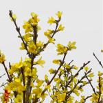 Mai Mỹ - Đầu Xuân Như Ý