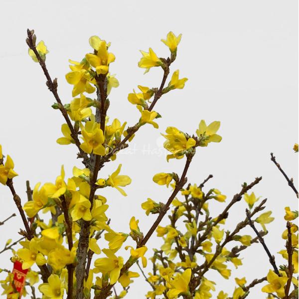 Mai Mỹ - Đầu Xuân Như Ý