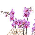 Lan Hồ Điệp Hồng Phát 095