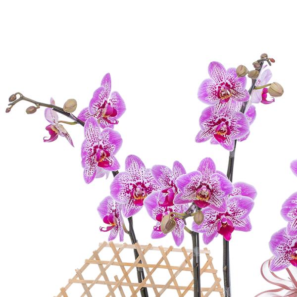 Lan Hồ Điệp Hồng Phát 095