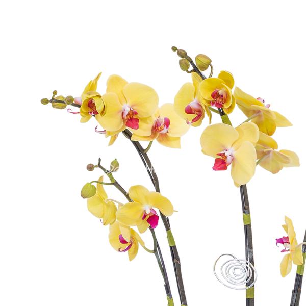 Lan Hồ Điệp Thành Ý 097