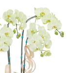 Lan Hồ Điệp Vạn Hạnh 087