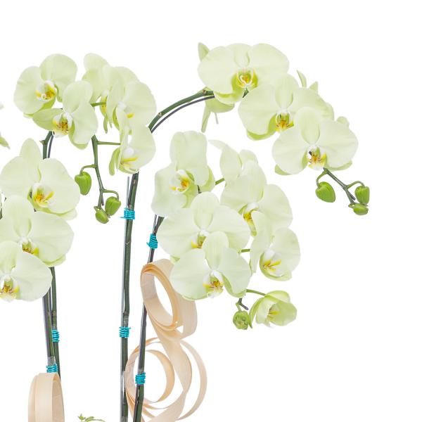 Lan Hồ Điệp Vạn Hạnh 087