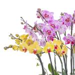 Lan Hồ Điệp Như Ý 098