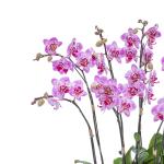 Lan Hồ Điệp Hưng Thịnh 096