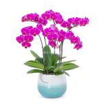 Lan Hồ Điệp Viên Mãn 088