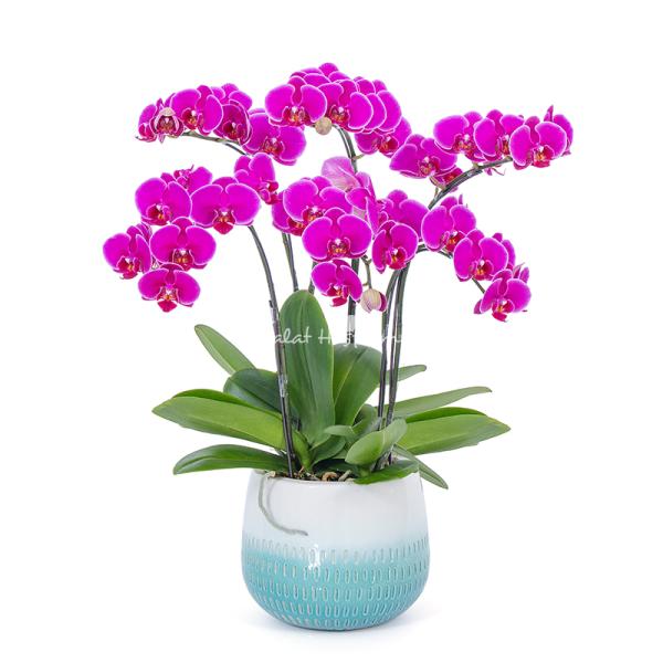 Lan Hồ Điệp Viên Mãn 088