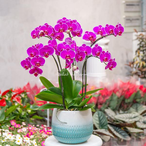 Lan Hồ Điệp Viên Mãn 088