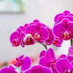 Lan Hồ Điệp Viên Mãn 088