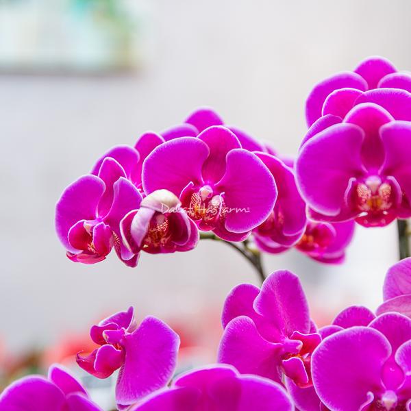 Lan Hồ Điệp Viên Mãn 088