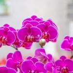 Lan Hồ Điệp Viên Mãn 088