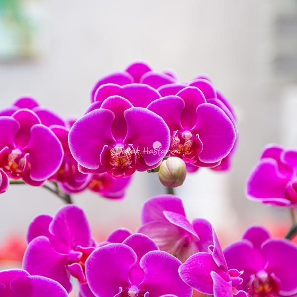 Lan Hồ Điệp Viên Mãn 088