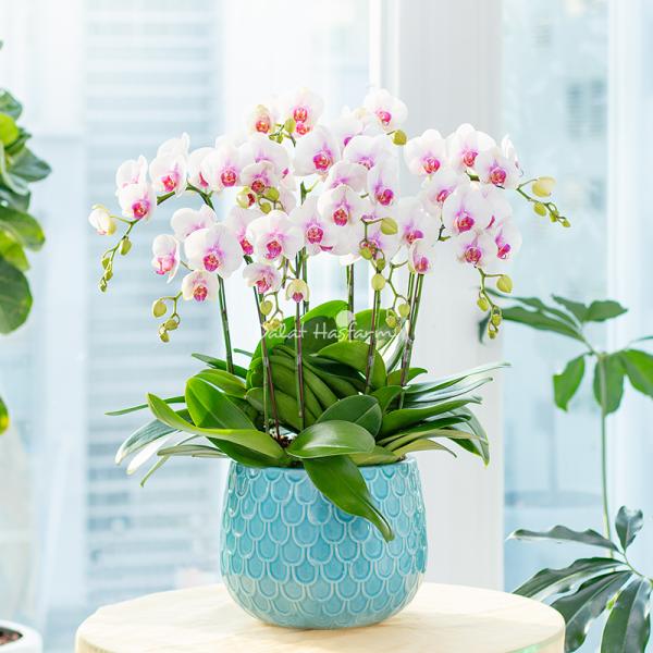 Lan Hồ Điệp Hưng Thịnh 090