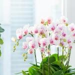 Lan Hồ Điệp Hưng Thịnh 090