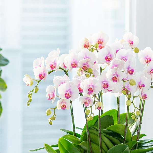 Lan Hồ Điệp Hưng Thịnh 090