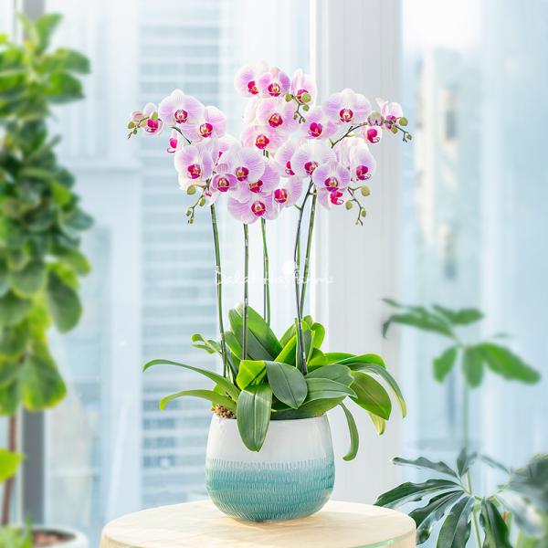 Lan Hồ Điệp Hồng Phát 089