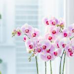 Lan Hồ Điệp Hồng Phát 089