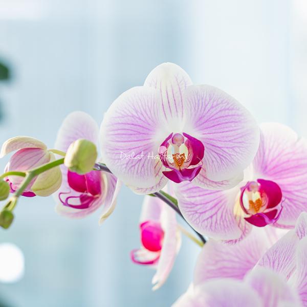 Lan Hồ Điệp Hồng Phát 089