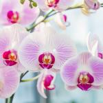 Lan Hồ Điệp Hồng Phát 089